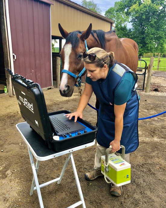 Our veterinarians are a critical part of our rehabilitation team.