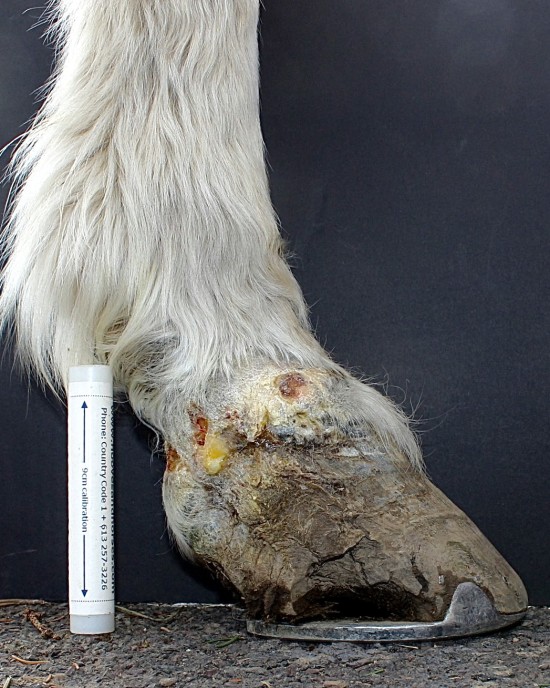 Quittor is an infection of the lateral cartilage.