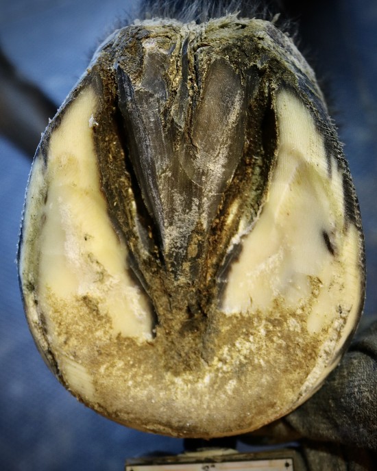 Same hoof now clear of canker after eight weeks of Daisy's hoof care. 