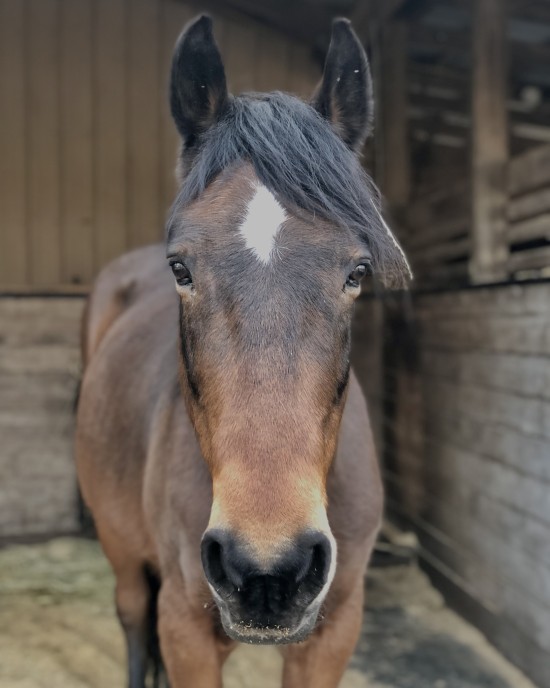 Horses at Daisy Haven Farm are able to heal in a nurturing environment.