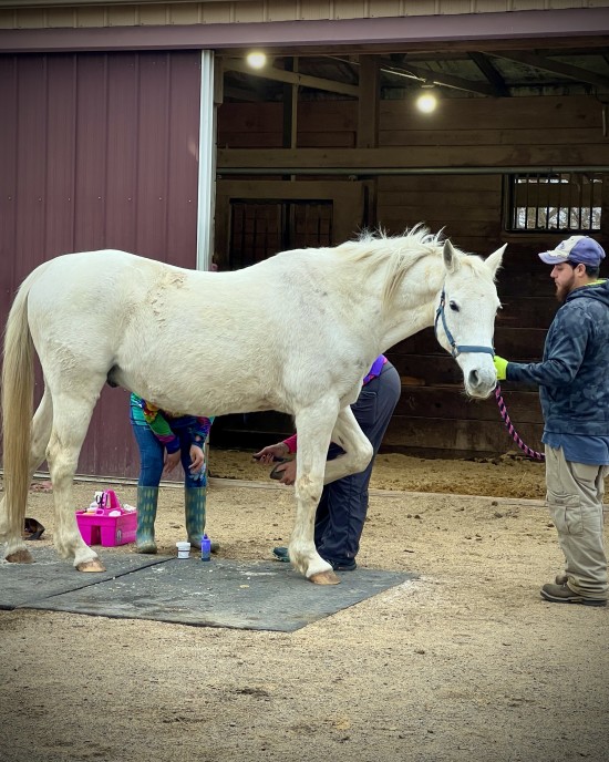 Addressing thrush for the farm horses.