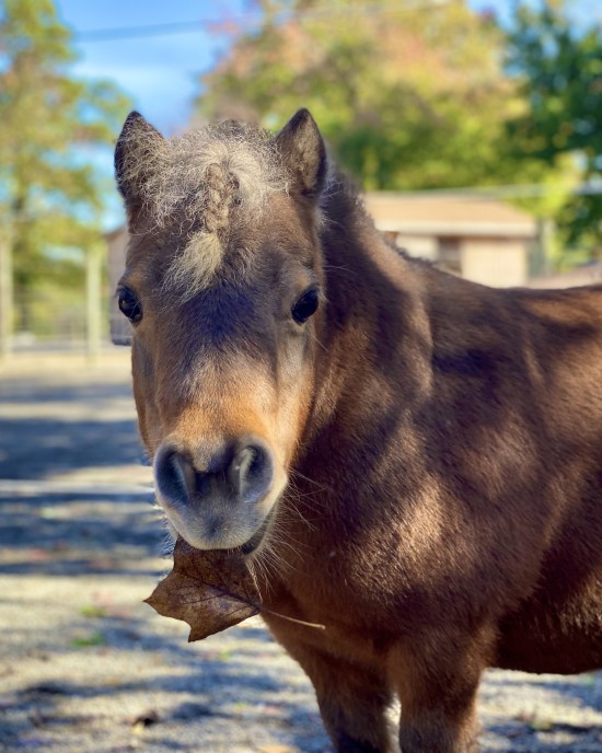 Daisy Haven Farm ambassador, Willow!