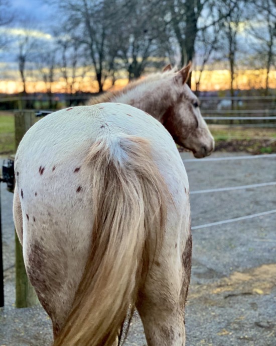 The dry lots at Daisy Haven Farm allow movement in a controlled environment supporting healthy feet.