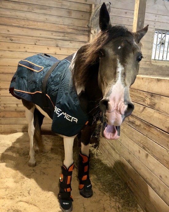BEMER therapy increases vasomotion in the microcirculation which helps the horses here heal.