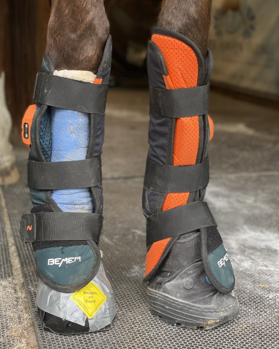 We utilize multiple modalities for hoof infections. Maggot debridement therapy, BEMER and more!