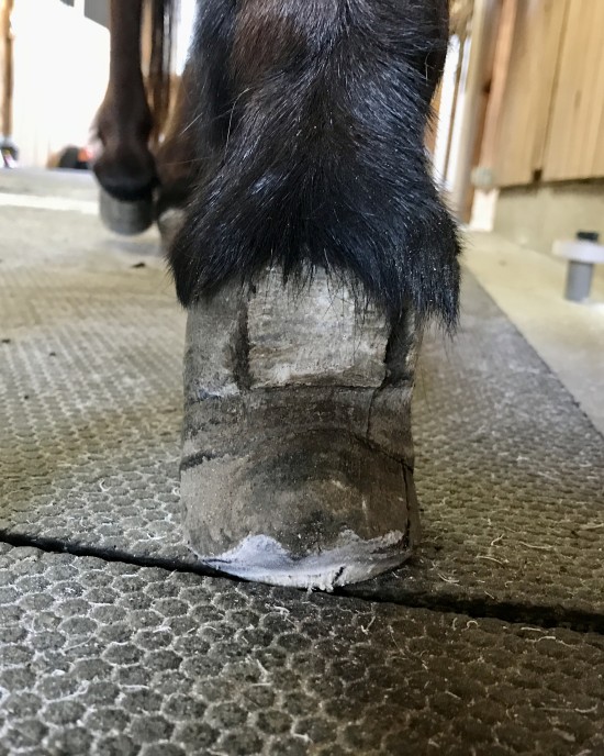 A mini mule with Pyramidal Disease.