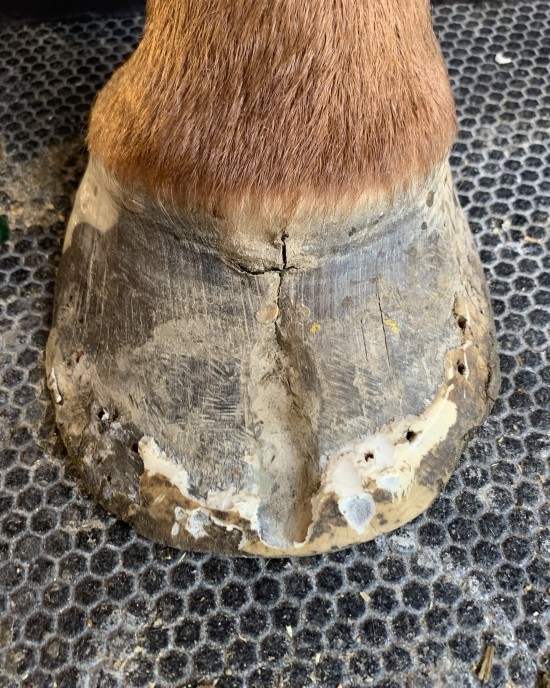 Toe cracks happen for four reasons: imbalance, nutritional deficiencies, infection, and trauma.