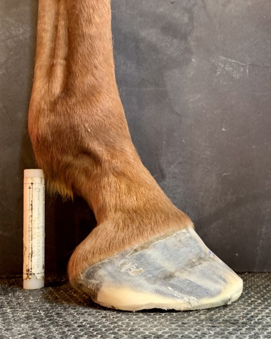 After trimming and glue-on composite shows (5-months care).