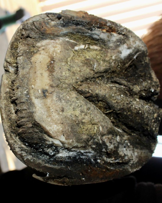 Laminitis is inflammation of the laminae, often involving detachment of the hoof wall to the coffin bone.