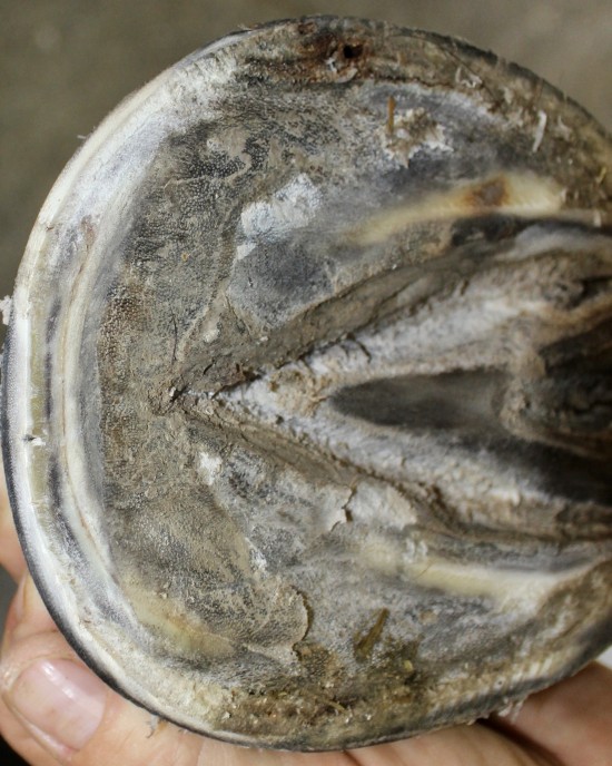 After four months of hoof rehabilitation with Daisy the white line is now tight.